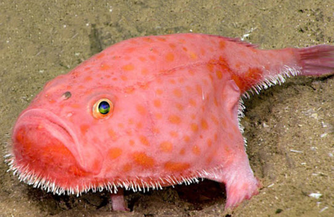 Chaunax suttkusi_04.jpg